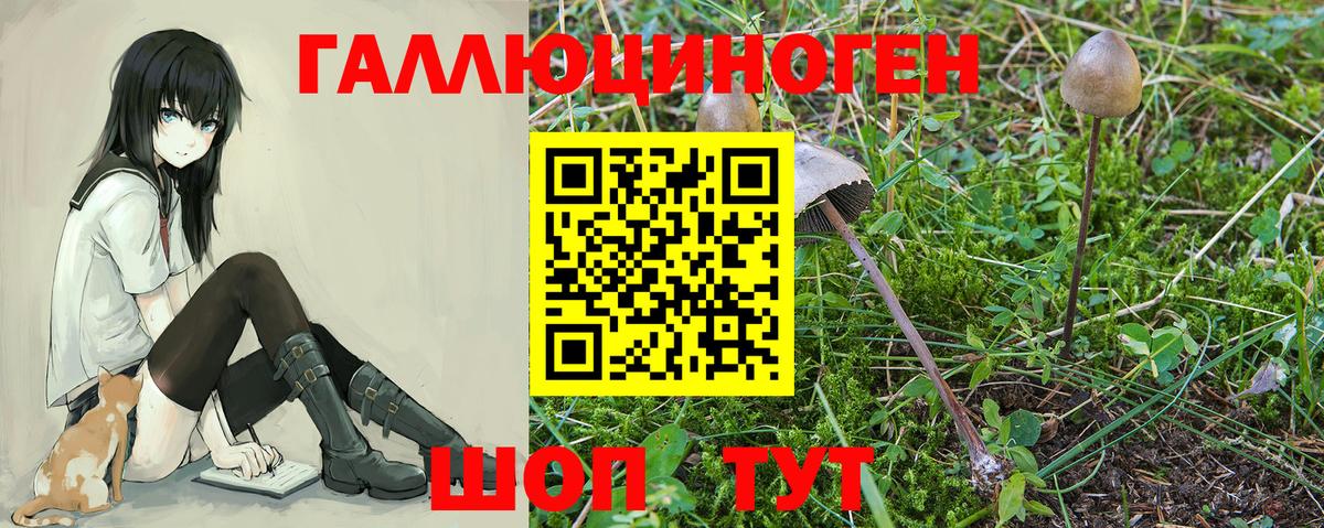 Псилоцибиновые грибы прущие грибы Отрадное